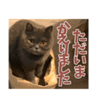 猫のサクヤさん（個別スタンプ：6）