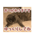 猫のサクヤさん（個別スタンプ：7）