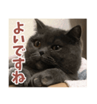 猫のサクヤさん（個別スタンプ：8）
