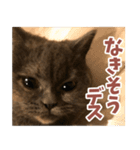 猫のサクヤさん（個別スタンプ：9）