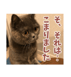 猫のサクヤさん（個別スタンプ：10）