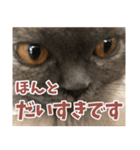 猫のサクヤさん（個別スタンプ：11）