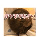 猫のサクヤさん（個別スタンプ：12）