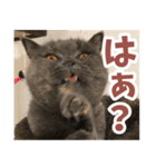 猫のサクヤさん（個別スタンプ：13）