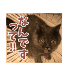 猫のサクヤさん（個別スタンプ：14）