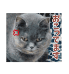 猫のサクヤさん（個別スタンプ：15）