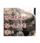 猫のサクヤさん（個別スタンプ：16）