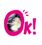 スコティッシュふうた（個別スタンプ：8）