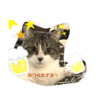 吾輩はリンである（個別スタンプ：5）