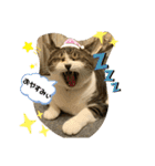 吾輩はリンである（個別スタンプ：7）