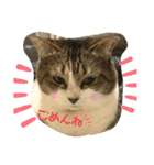 吾輩はリンである（個別スタンプ：9）