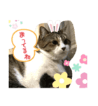 吾輩はリンである（個別スタンプ：16）
