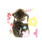 吾輩はリンである（個別スタンプ：17）