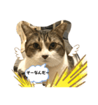 吾輩はリンである（個別スタンプ：24）