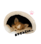 ちくわのスタンプ1（個別スタンプ：2）