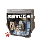 ちくわのスタンプ1（個別スタンプ：5）