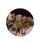 わんこは可愛い（個別スタンプ：1）