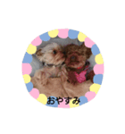 わんこは可愛い（個別スタンプ：3）
