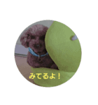 わんこは可愛い（個別スタンプ：4）