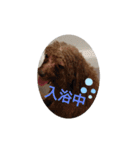わんこは可愛い（個別スタンプ：8）