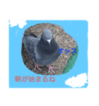 鳩ぽっぽー（個別スタンプ：1）