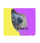 鳩ぽっぽー（個別スタンプ：3）