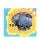 鳩ぽっぽー（個別スタンプ：7）