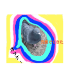 鳩ぽっぽー（個別スタンプ：8）