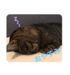 浦出家ペット（個別スタンプ：2）