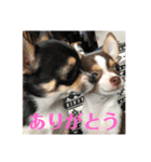こじろうラムネアラレスタンプ（個別スタンプ：3）