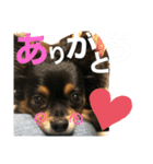 Ranmaru.（個別スタンプ：1）