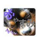 Ranmaru.（個別スタンプ：8）