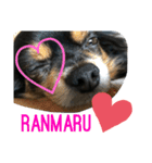 Ranmaru.（個別スタンプ：13）