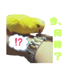インコのMAXくん8（個別スタンプ：1）