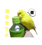 インコのMAXくん8（個別スタンプ：2）