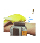インコのMAXくん8（個別スタンプ：3）