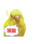 インコのMAXくん8（個別スタンプ：4）