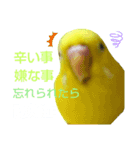 インコのMAXくん8（個別スタンプ：6）