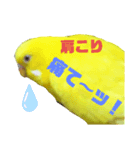 インコのMAXくん8（個別スタンプ：7）