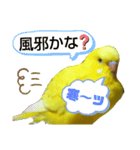 インコのMAXくん8（個別スタンプ：8）