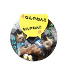 かわいいうちのわんちゃんたち（個別スタンプ：3）