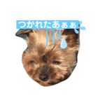 かわいいうちのわんちゃんたち（個別スタンプ：9）