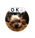 かわいいうちのわんちゃんたち（個別スタンプ：11）