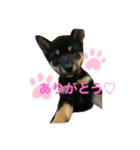 愛犬サラ♂〜仔犬時代①〜（個別スタンプ：1）