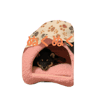 愛犬サラ♂〜仔犬時代①〜（個別スタンプ：2）