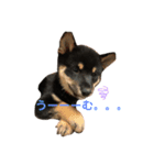 愛犬サラ♂〜仔犬時代①〜（個別スタンプ：3）
