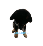 愛犬サラ♂〜仔犬時代①〜（個別スタンプ：4）