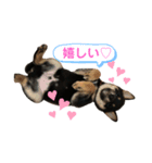愛犬サラ♂〜仔犬時代①〜（個別スタンプ：5）