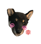 愛犬サラ♂〜仔犬時代①〜（個別スタンプ：6）