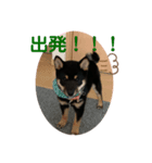 愛犬サラ♂〜仔犬時代①〜（個別スタンプ：7）